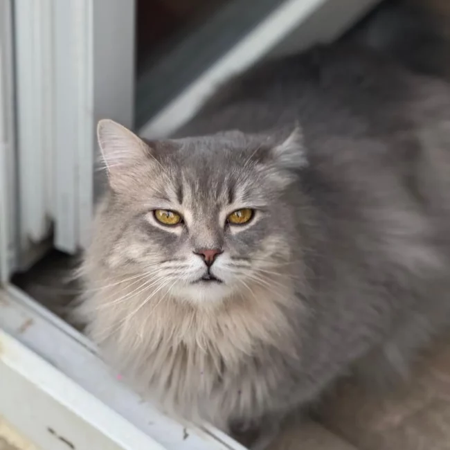 gato-gris-servicios