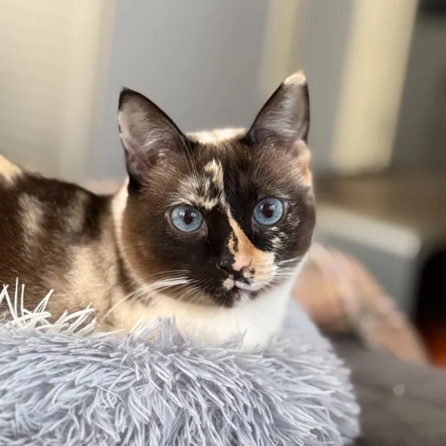 gato-ojos-azules-servicios