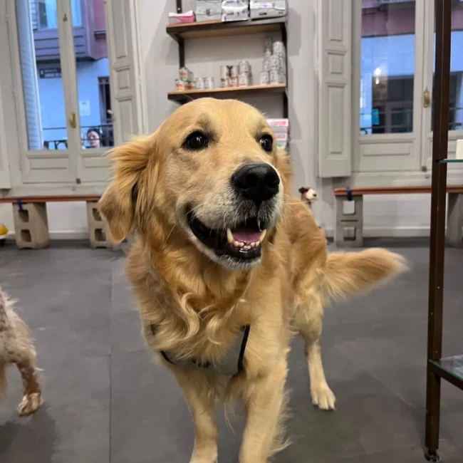 golden-retrivier-servicios