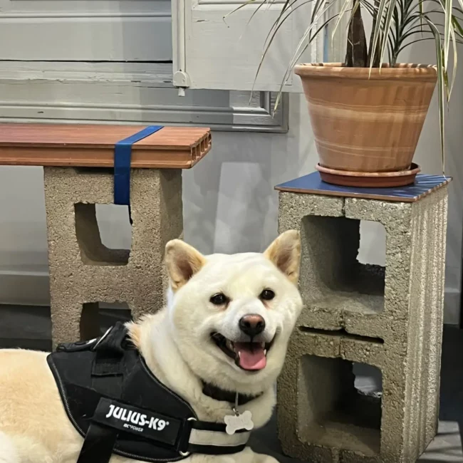 perro-blanco-servicios