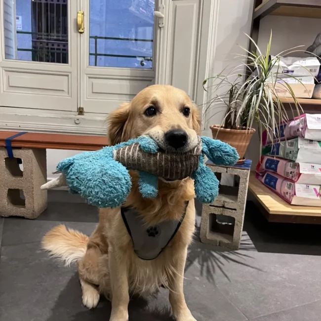 perro-guante-servicios
