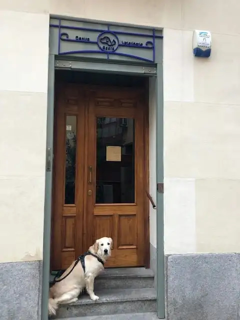 perro-puerta-servicios